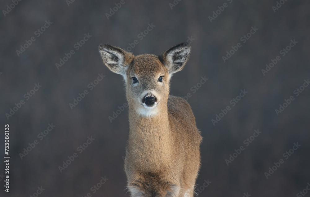 deer in the wild deer in the wild
