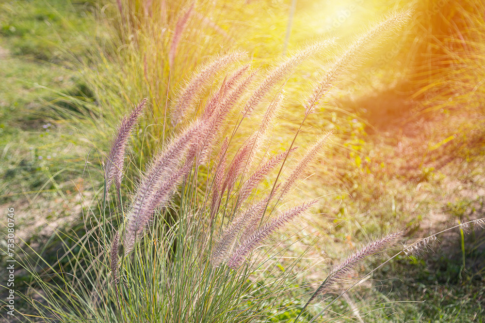 Close-up of the fountain grass (Pennisetum setaceum) in the middle of a beautiful Close-up of the fountain grass (Pennisetum setaceum) in the middle of a beautiful