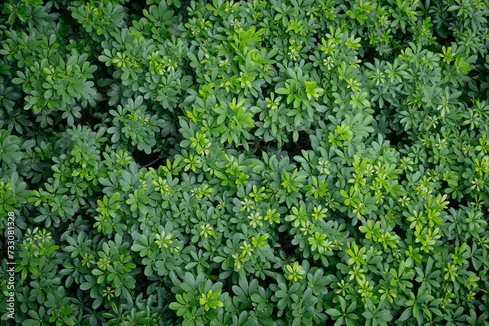 Green image of a tree planted as a bush in the garden. Looking at it, it feels comfortable and refreshing. It makes me feel close to nature and relieves fatigue.