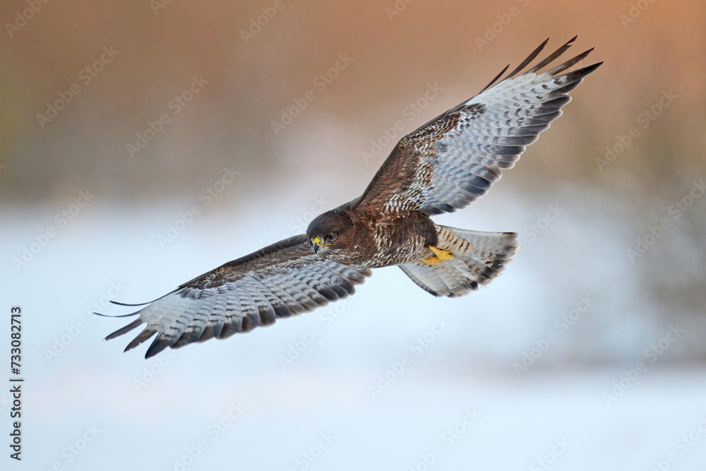 Obraz premium Common buzzard (Buteo buteo)