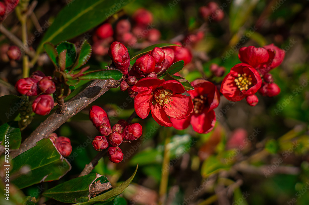Close view of scarlet flowers with a yellow center Close view of scarlet flowers with a yellow center