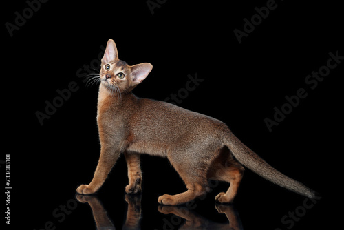 Beautiful Abyssinian cat on a black background