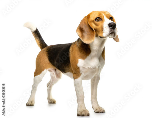 Beagle stehend isoliert auf weißen Hintergrund, Freisteller