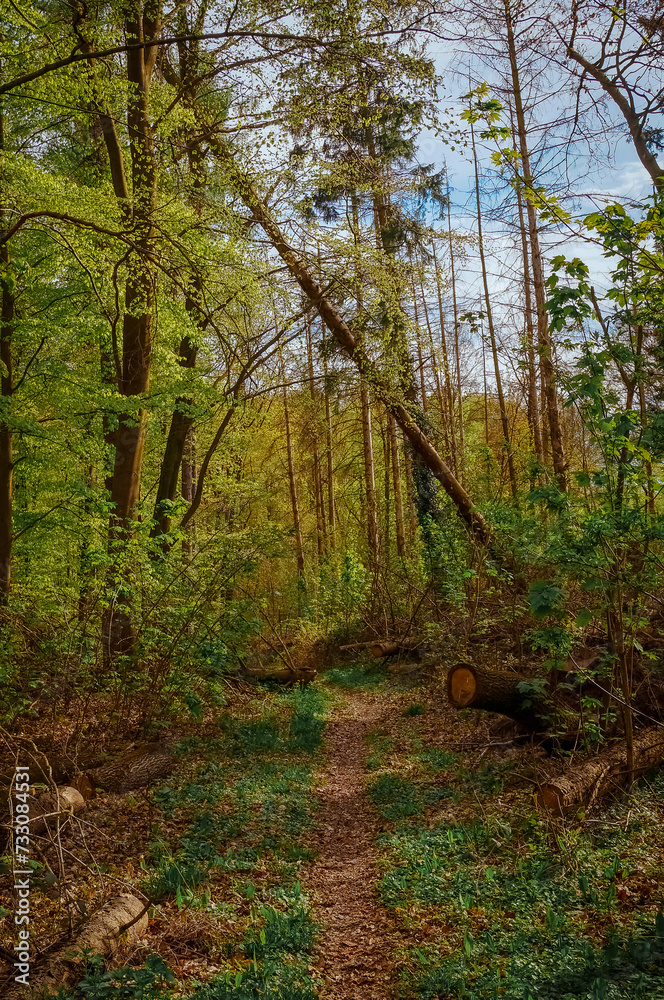 Fototapeta premium Footpath in the autumn woods