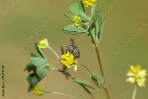 Close up female fly Coenosia. family House flies (Muscidae) on the yellow flower of lesser trefoil (Trifolium dubium) Spring, May, Netherlands.	 photo