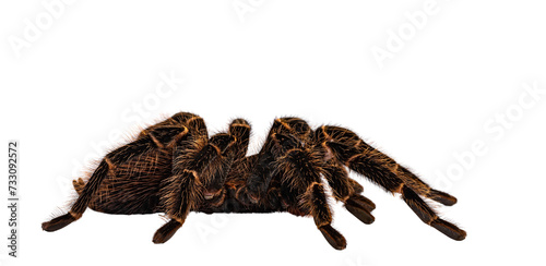 Side view of mature female Brazilian salmon pink birdeater spider aka Lasiodara parahybana. Isolated cutout on transparent backgroud.