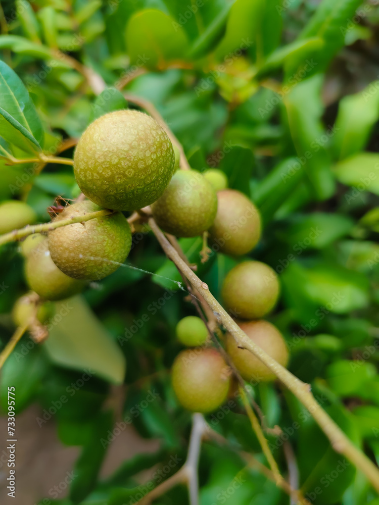 closeup of a group of longan plants that have just produced immature fruit, (unripe red longan) closeup of a group of longan plants that have just produced immature fruit, (unripe red longan)