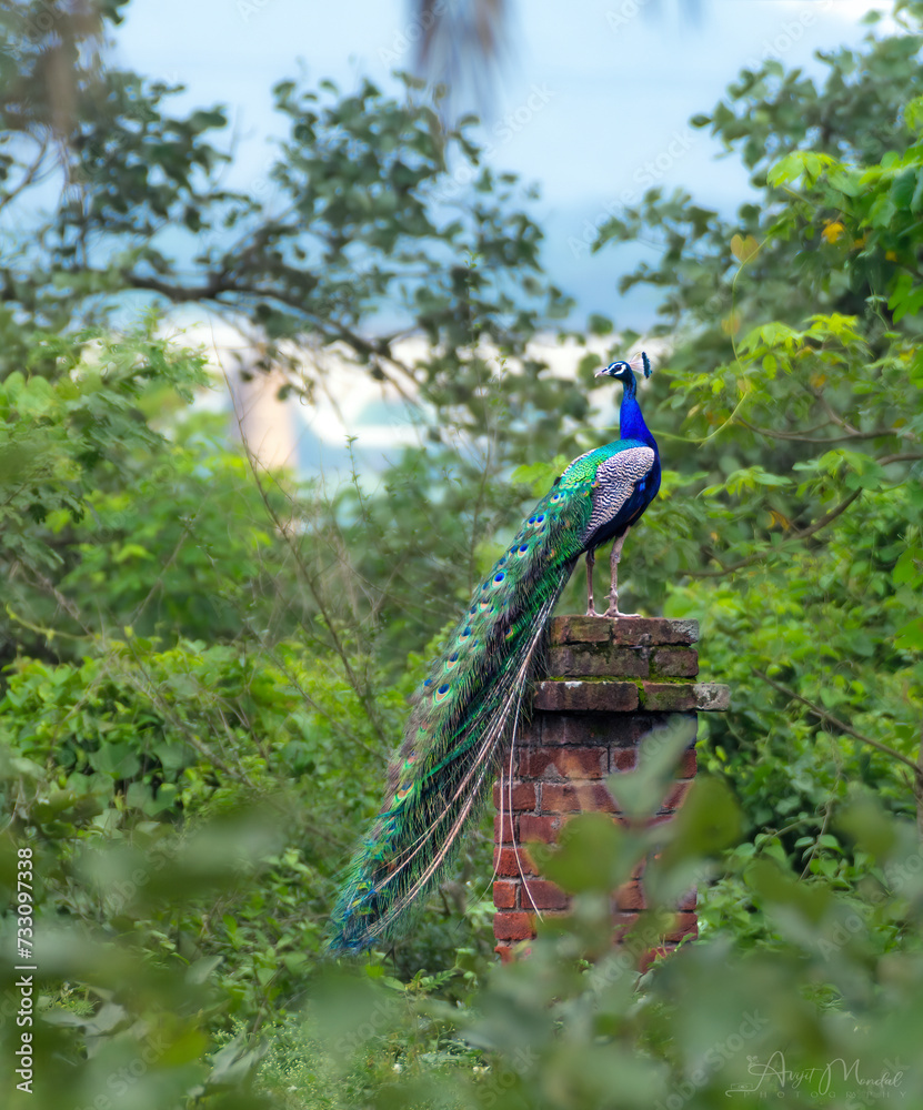 Obraz premium The most beautiful bird in a evening