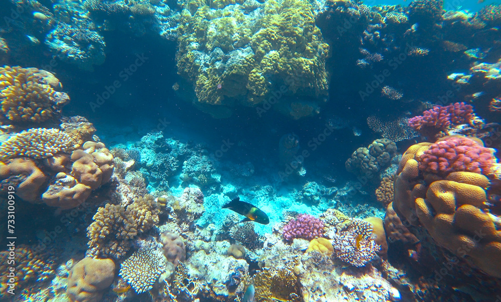 Fototapeta premium Amazing coral reef and fish