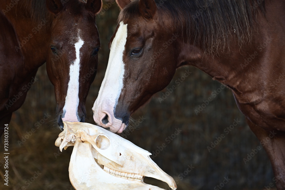 Anatomie am Pferdeschädel. Pferde schnuppern an skelettiertem Pferdeschädel