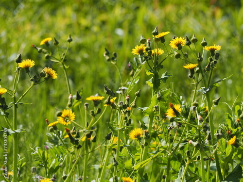 春の野原 ノゲシの黄色い花