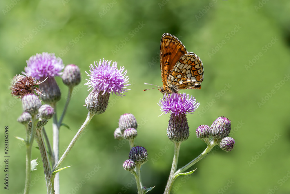 Amannisa butterfly (Melitaea athalia) on flower Amannisa butterfly (Melitaea athalia) on flower