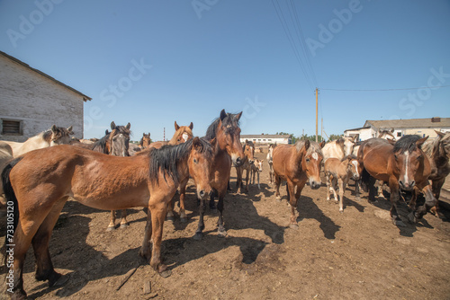 Thoroughbred horses on a farm in summer.