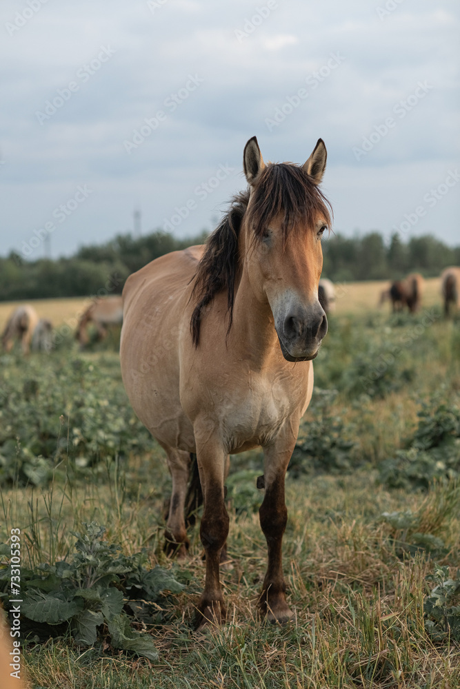Thoroughbred horses on a farm in summer. Thoroughbred horses on a farm in summer.