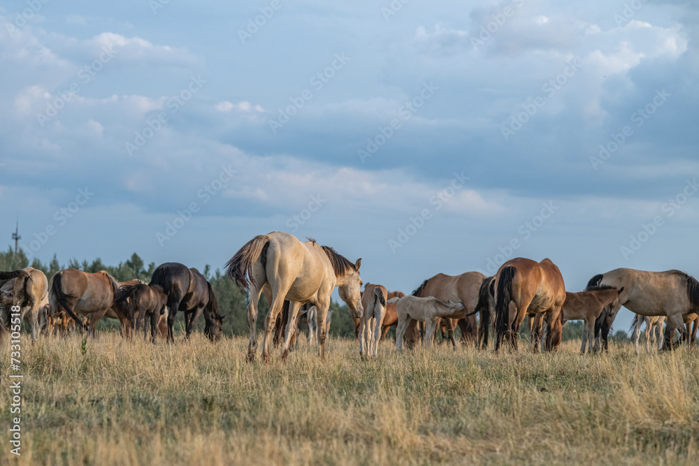 Thoroughbred horses on a farm in summer.