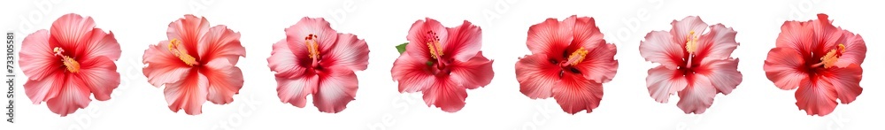 Collection of red and pink hibiscus flowers isolated on a transparent background, top view Collection of red and pink hibiscus flowers isolated on a transparent background, top view
