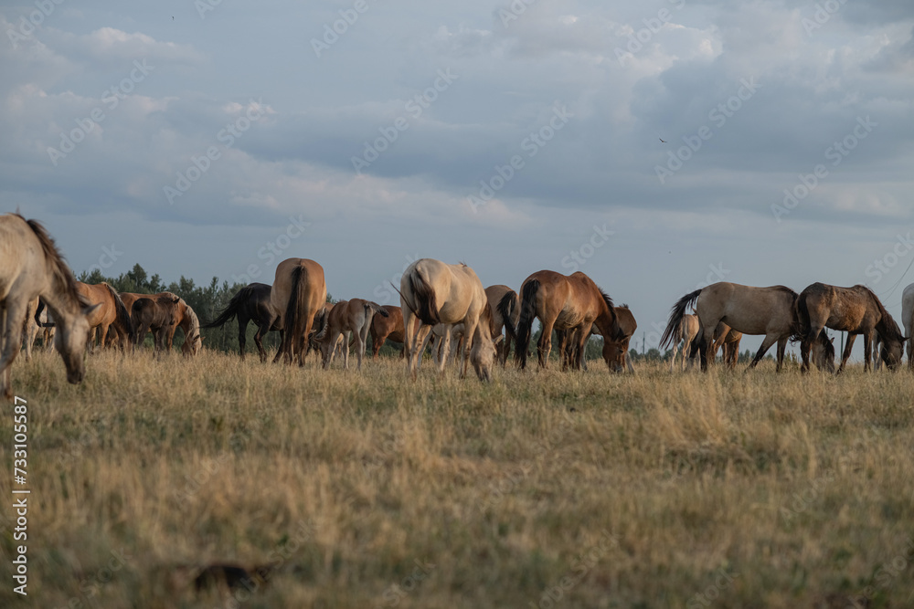 Thoroughbred horses on a farm in summer.