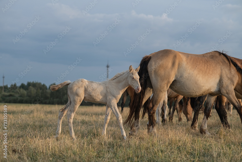 Thoroughbred horses on a farm in summer.