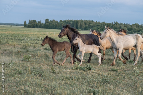 Thoroughbred horses on a farm in summer. © shymar27