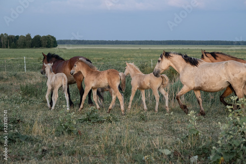 Fototapeta Naklejka Na Ścianę i Meble -  Thoroughbred horses on a farm in summer.