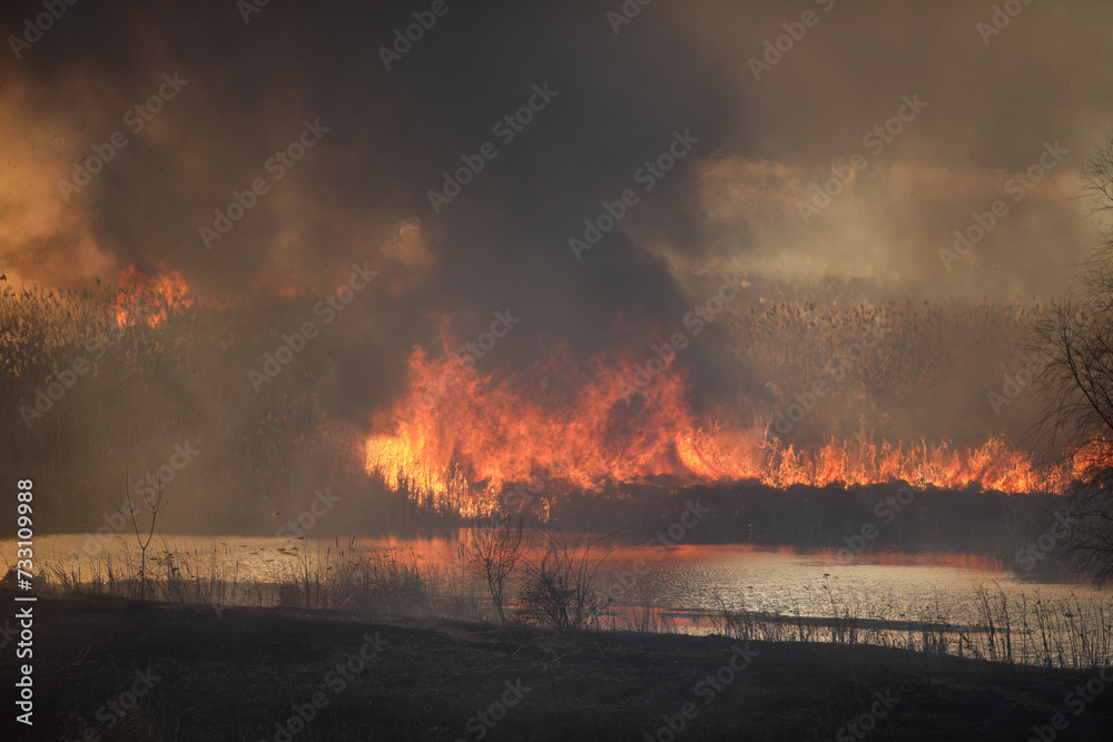 Wildfire of mostly dry reed plants in a wetland area inside a big city in Eastern Europe.