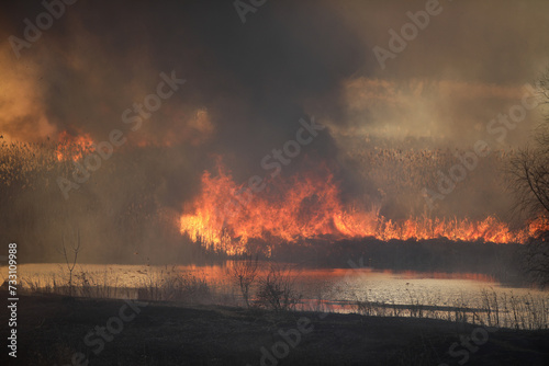 Wildfire of mostly dry reed plants in a wetland area inside a big city in Eastern Europe.