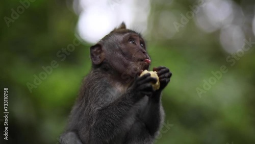 Monkey eating fruit in a forest 