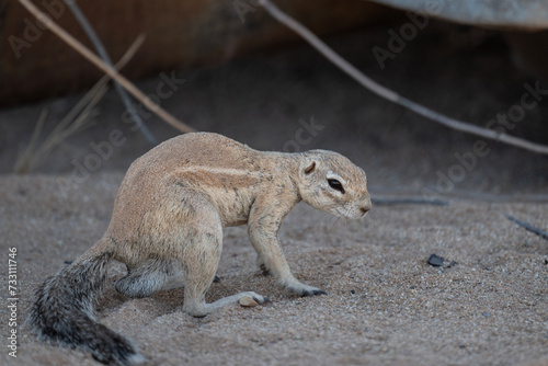 gray desert meerkats in natural conditions on a sunny day in Namibia