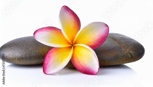 frangipani plumeria flower isolated on white