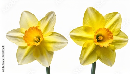 two yellow narcissus daffodil narcissus amaryllidaceae isolated on white background including clipping path