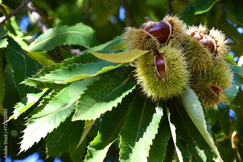 Chestnuts in hedgehogs hang from chestnut branches just before harvest, autumn season. Chestnut forest in the Tuscan mountains. Italy.
