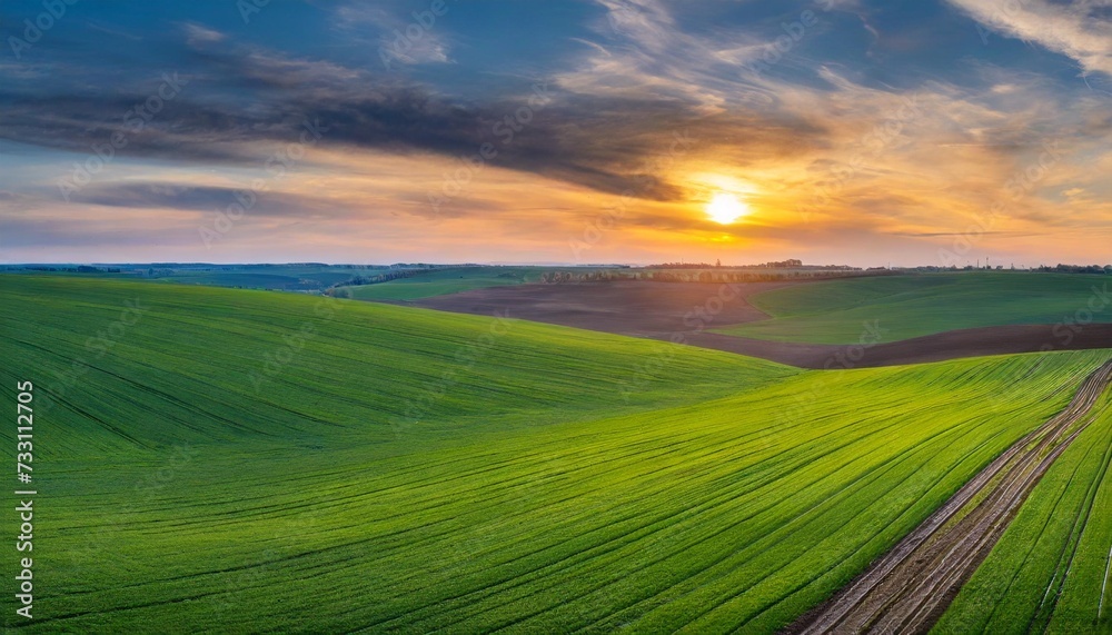spring panorama of green sown crops during sunset