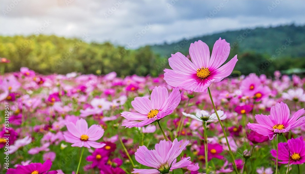 pink cosmos flower fields nature background
