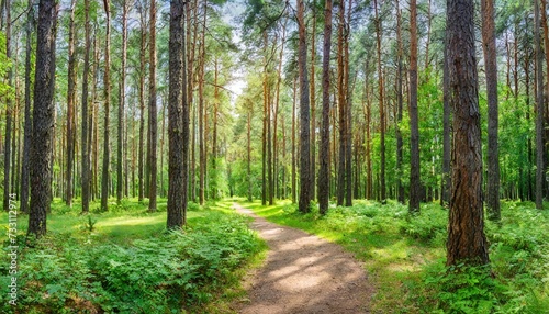 pine forest panorama in summer pathway in the park