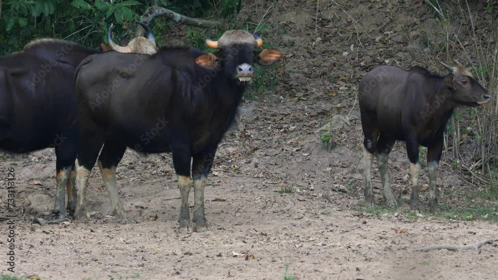 Domestic water buffalo herd in rural landscape. Agriculture and livestock.
