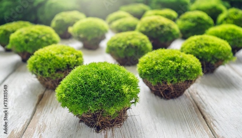 green tuft leucobryum moss on white background pincushion grow natural mosses for garden or home decor photo