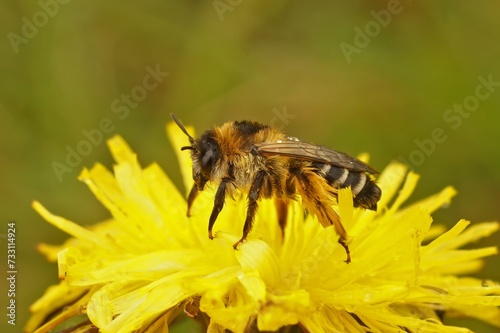 Closeup of a female of the pantaloon bee or hairy-legged mining bee, Dasypoda hirtipes sitting on a yellow flower © Henk