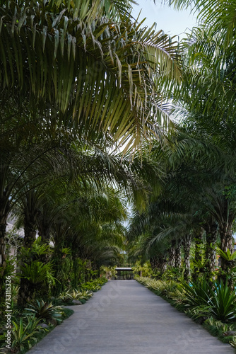 Tropical Palm-Lined Pathway Leading to Serene Garden