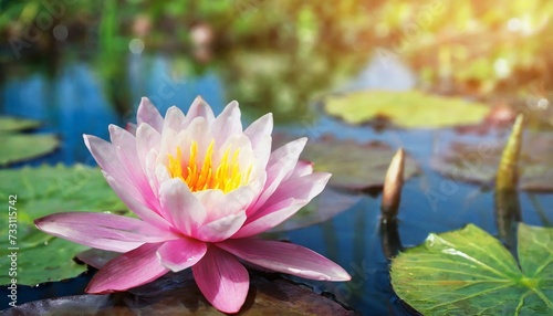 beautiful pink lotus flower with a green leaf in the pond a pink lotus water lily blooming on the water magical spring summer dreamy background