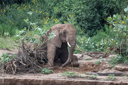 gray large African elephants in a large family with young offspring in the natural environment in a national park in Kenya photo