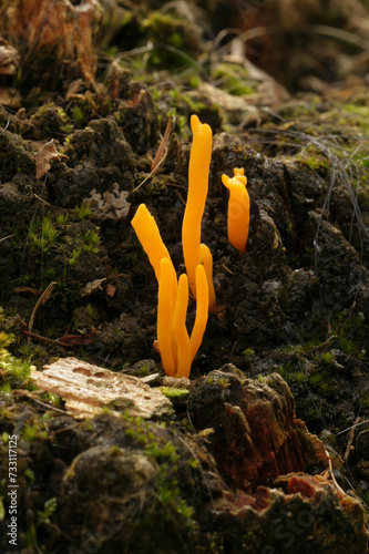 Vertical closeup on the Orange coral mushroom, Calocera viscosa photo