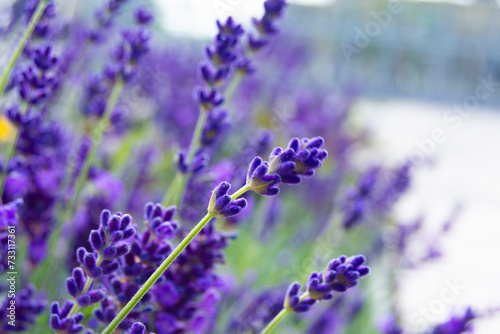 lavender flowers in the garden, purple background  (ID: 733117361)