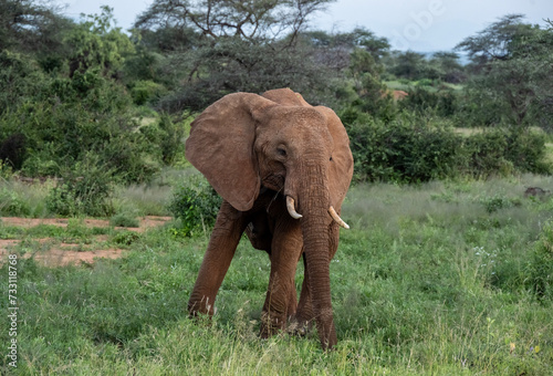 brown from red clay large African elephants in their natural environment in a national park in Kenya