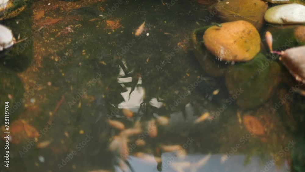 landscape view of fish pond with rocks and ferns. View of a fish pond full of juvenile fish. landscape view of fish pond with rocks and ferns. View of a fish pond full of juvenile fish.