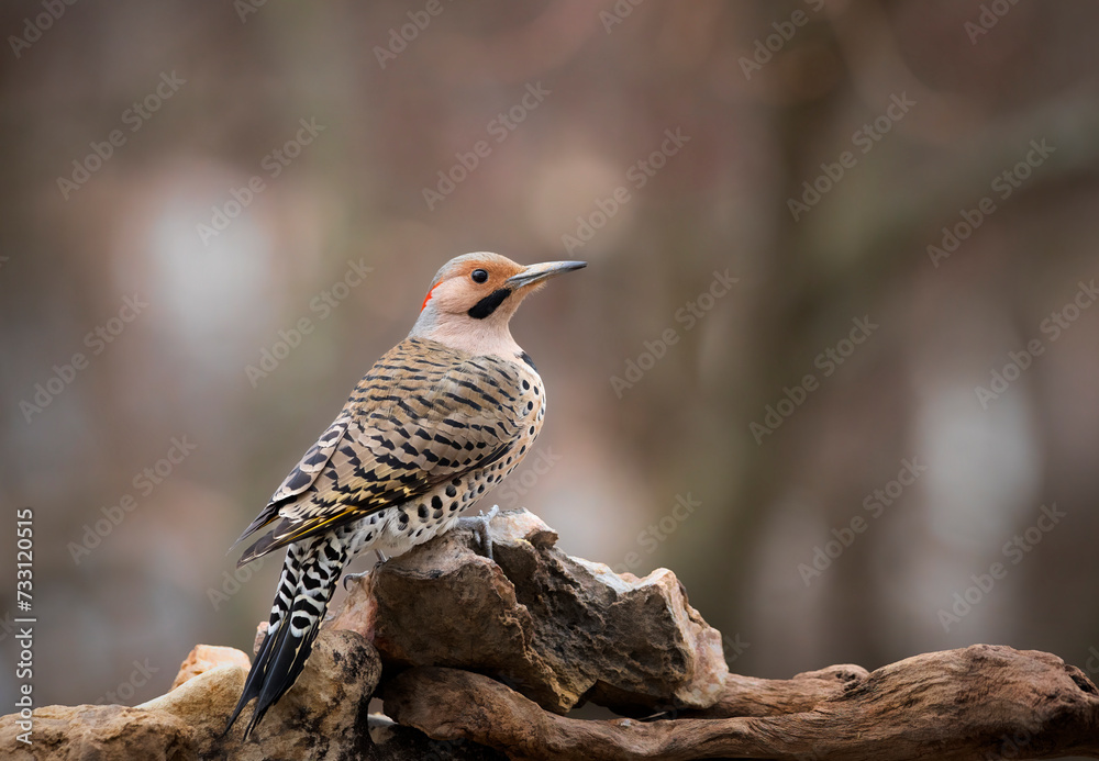 flicker on rock perch flicker on rock perch