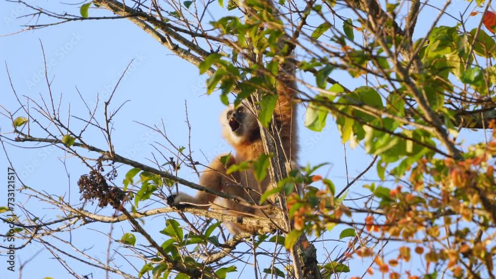 Monkey perched in forest canopy eating berries. Wildlife and nature. Monkey perched in forest canopy eating berries. Wildlife and nature.