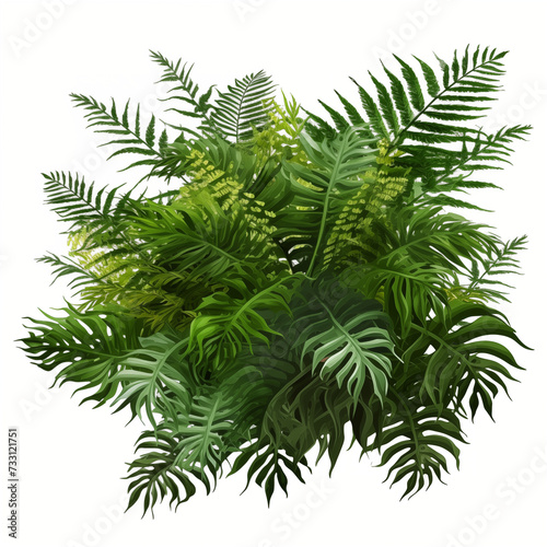 Beautiful green leaves of tropical plants isolated on white background. Lush green leaves bush.