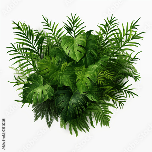 Beautiful green leaves of tropical plants isolated on white background