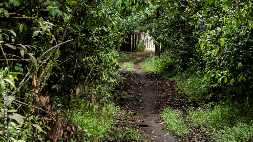 tunel verde