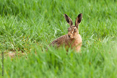 Beautiful Norfolk Brown hare in lush grass © mreco